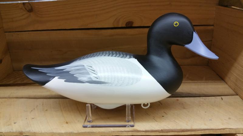 Bluebill Drake