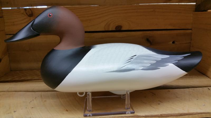 Canvasback Drake