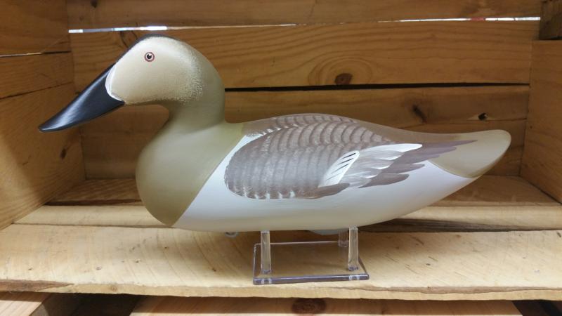 Canvasback Hen