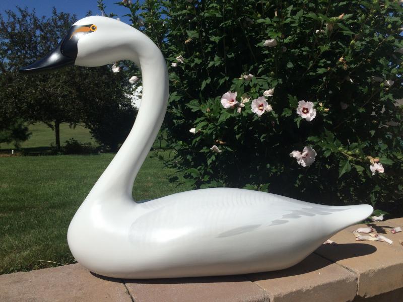Full Sized Regular Finish Swan