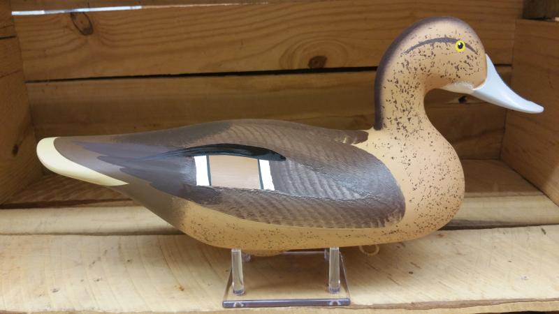 Pintail Hen