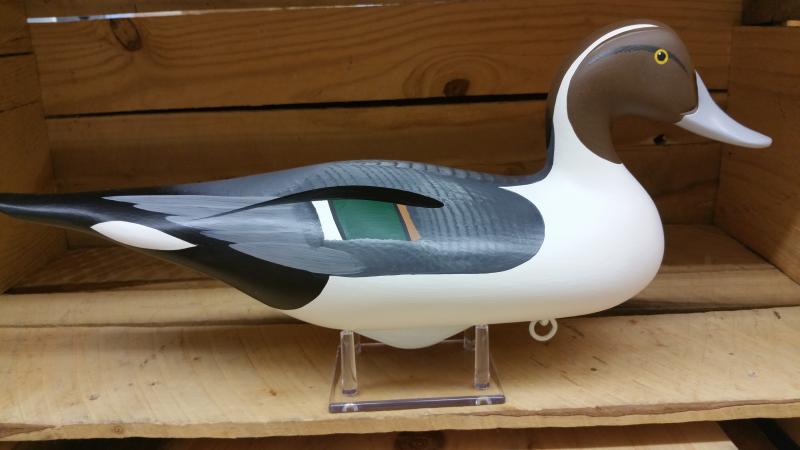 Pintail Drake